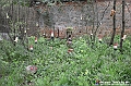 VBS_1905 - Inaugurazione Messer Tulipano 2025